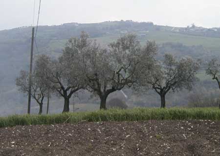 Olive trees